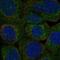 Phospholipid Scramblase 3 antibody, NBP2-57329, Novus Biologicals, Immunofluorescence image 
