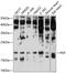 Peptide Deformylase, Mitochondrial antibody, A00304, Boster Biological Technology, Western Blot image 