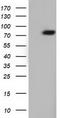 Rho GTPase Activating Protein 25 antibody, TA501683S, Origene, Western Blot image 