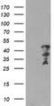 Myeloid Leukemia Factor 2 antibody, TA504845BM, Origene, Western Blot image 