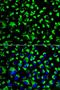 MOT antibody, orb49111, Biorbyt, Immunofluorescence image 