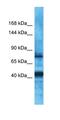 PDZ Domain Containing Ring Finger 3 antibody, orb325058, Biorbyt, Western Blot image 