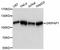 GRIP1 Associated Protein 1 antibody, A12044, ABclonal Technology, Western Blot image 