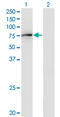 Guanylate Binding Protein 2 antibody, LS-C197280, Lifespan Biosciences, Western Blot image 