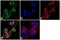 Ghrelin And Obestatin Prepropeptide antibody, GTX79314, GeneTex, Immunocytochemistry image 