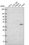 Transcription Factor CP2 antibody, NBP2-55972, Novus Biologicals, Western Blot image 