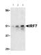 Interferon Regulatory Factor 7 antibody, ab62505, Abcam, Western Blot image 