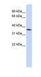 Zinc Finger C2HC-Type Containing 1A antibody, orb324401, Biorbyt, Western Blot image 