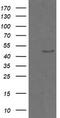 CgA antibody, TA506099BM, Origene, Western Blot image 