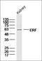ETS2 Repressor Factor antibody, orb156772, Biorbyt, Western Blot image 