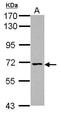 Nicalin antibody, GTX118355, GeneTex, Western Blot image 
