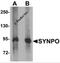 SYNPO antibody, 6049, ProSci Inc, Western Blot image 
