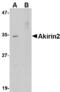 Akirin 2 antibody, LS-B3831, Lifespan Biosciences, Western Blot image 