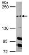 Cullin 7 antibody, PA5-29045, Invitrogen Antibodies, Western Blot image 