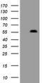 PHD Finger Protein 7 antibody, TA505154BM, Origene, Western Blot image 