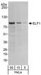 Elf1 antibody, A301-443A, Bethyl Labs, Western Blot image 