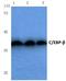 TCF5 antibody, AP06034PU-N, Origene, Western Blot image 