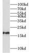 Mitochondrial Ribosomal Protein L23 antibody, FNab05322, FineTest, Western Blot image 