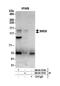SMAP antibody, NB100-79780, Novus Biologicals, Western Blot image 