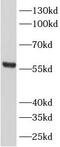 Ajuba LIM Protein antibody, FNab00242, FineTest, Western Blot image 