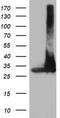 Proteasome subunit alpha type-4 antibody, TA504058, Origene, Western Blot image 