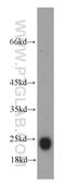GLIPR1 Like 1 antibody, 20828-1-AP, Proteintech Group, Western Blot image 