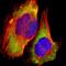 Ribosomal Protein L30 antibody, HPA002651, Atlas Antibodies, Immunofluorescence image 