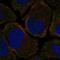 F2R Like Trypsin Receptor 1 antibody, HPA014091, Atlas Antibodies, Immunocytochemistry image 