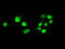c-Myc antibody, TA500003, Origene, Immunofluorescence image 