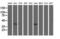 COBW Domain Containing 1 antibody, M15555, Boster Biological Technology, Western Blot image 
