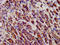 Cadherin 9 antibody, CSB-PA892342LA01HU, Cusabio, Immunohistochemistry frozen image 