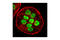 p53 antibody, 2527T, Cell Signaling Technology, Immunofluorescence image 