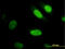 Yes Associated Protein 1 antibody, LS-B4494, Lifespan Biosciences, Immunofluorescence image 