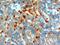 Neuroepithelial Cell Transforming 1 antibody, NB100-1328, Novus Biologicals, Immunohistochemistry paraffin image 