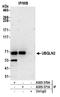Ubiquilin 2 antibody, A305-370A, Bethyl Labs, Immunoprecipitation image 