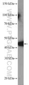 Mitochondrial Translational Release Factor 1 Like antibody, 16694-1-AP, Proteintech Group, Western Blot image 