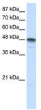 RNA-binding motif, single-stranded-interacting protein 3 antibody, TA345703, Origene, Western Blot image 
