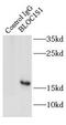 Biogenesis Of Lysosomal Organelles Complex 1 Subunit 1 antibody, FNab00909, FineTest, Immunoprecipitation image 