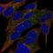 Regenerating Family Member 3 Alpha antibody, HPA060705, Atlas Antibodies, Immunofluorescence image 