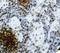 Human IgM antibody, LS-C312076, Lifespan Biosciences, Immunohistochemistry frozen image 