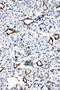 Aquaporin 2 antibody, LS-C312893, Lifespan Biosciences, Immunohistochemistry frozen image 