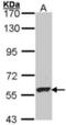 Morf4 Family Associated Protein 1 Like 1 antibody, orb314715, Biorbyt, Western Blot image 