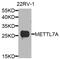 Methyltransferase Like 7A antibody, PA5-76353, Invitrogen Antibodies, Western Blot image 