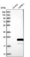 Heat Shock Protein Family B (Small) Member 11 antibody, NBP1-88332, Novus Biologicals, Western Blot image 