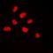 ETS Transcription Factor ELK3 antibody, orb216097, Biorbyt, Immunofluorescence image 