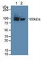 Aconitase 1 antibody, LS-C298068, Lifespan Biosciences, Western Blot image 