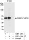 FKBP5 antibody, A301-429A, Bethyl Labs, Immunoprecipitation image 