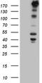 Nestin antibody, TA809210S, Origene, Western Blot image 