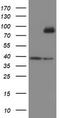 SKI Like Proto-Oncogene antibody, LS-C175156, Lifespan Biosciences, Western Blot image 