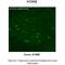 Potassium Calcium-Activated Channel Subfamily N Member 2 antibody, 25-262, ProSci, Immunohistochemistry frozen image 